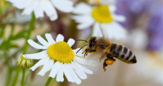 Още 78 пчелари ще получат средства за купуване на кошери