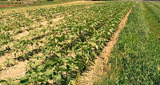 Посевите с царевица и слънчоглед в Добричка област вече поникват и са в добро състояние