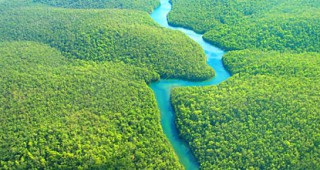 Все повече тропически гори изчезват