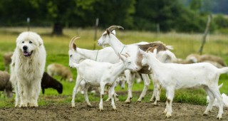 Ферма за кози срещу есе с 200 думи