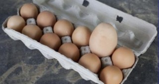 Уралска кокошка снася гигантско яйце