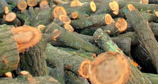 РДГ-Велико Търново установи повече от 100 куб. м. незаконна дървесина при проверка