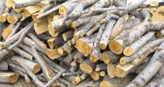 3 487 проверки за незаконна дървесина е извършила РДГ-Пазарджик