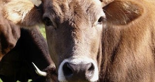 Отглежданите за месо животни създават много парникови газове