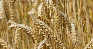 Русия намали износните мита за пшеница