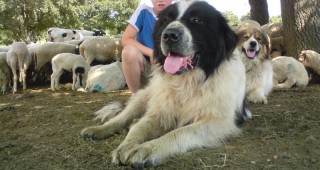 Фонд Земеделие отпуска 30 000 лева за изложби на овчарски кучета
