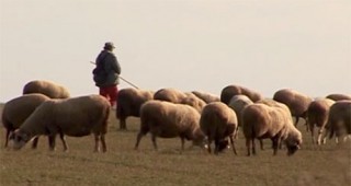 Овцевъдите ще се присъединят към протеста на млекопроизводителите