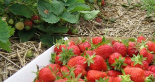 Рекордна реколта от ягоди в Англия