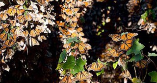 Коридор за пеперудите Монарх в САЩ