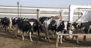 Помощ de minimis от 20,3 милиона лева за млечни крави и биволици