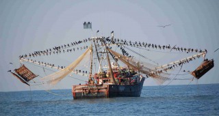 Рибните запаси в Средиземно море се изчерпват