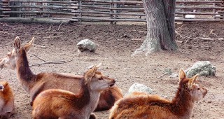 Забавни демонстрации при животните по случай 1-ви юни организира варненския зоопарк