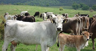 Фермери разпродават животни в Родопите