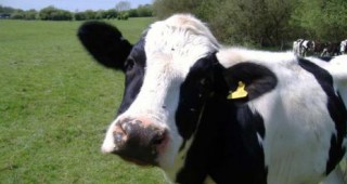 Селскостопански животни без ушни марки да бъдат умъртвявани