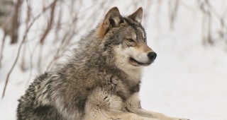 Нови правила за наблюдение на популацията от вълци в Германия