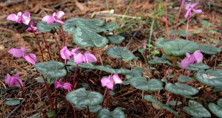 Нова защитена местност на територията на РИОСВ – Русе опазва рядък растителен вид
