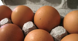 Без значителни промени остават цените на яйцата