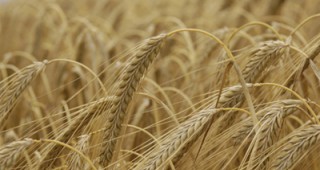 Френски фермери се отказват от земеделието