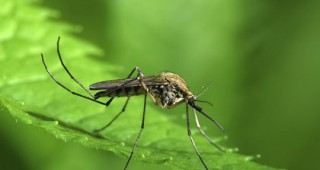 От 17 до 28 май всички паркове и градини в Бургас ще бъдат третирани против комари