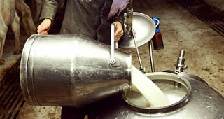 Санкциите за надвишени млечни квоти да се върнат в сектора