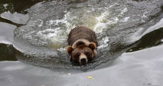 Последните мечки от Кормисош утре пътуват за Холандия