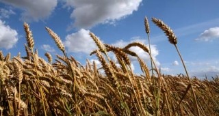 От днес ДФЗ започва интервенционно изкупуване на зърнени култури