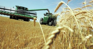 По-слаба реколта от пшеница и ечемик в Шуменския регион прогнозират експерти