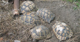 РИОСВ-Стара Загора конфискува 20 сухоземни костенурки