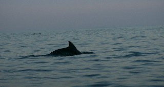 Зелени Балкани стартира проект за проучване на черноморските китоподобни