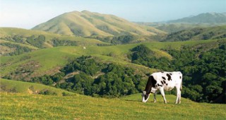 Националният съюз на говедовъдите в България стартира разяснителна кампания със среща в община Раковски