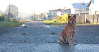 Изграждат приют за безстопанствени кучета в Свищов