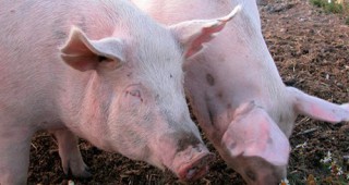 В България се наблюдава тенденция към уедряване на свиневъдните стопанства