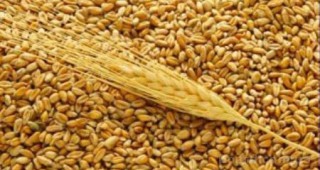 Прогнозни данни за реколтата и износа на пшеница от ЕС през 2018/19 година