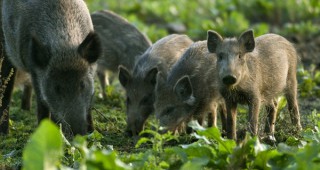Властите в Унгария са обезпокоени от регистрирания случай на африканска чума по свинете в страната