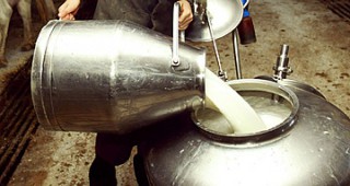 С над 15 000 т. по-малко мляко през 2015 г. според анализ на НСГБ