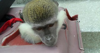 Експерти на РИОСВ-Бургас отнеха две маймуни, използвани като атракция в Слънчев бряг