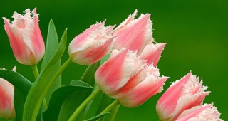 Забрана за внос на цветя от Холандия издаде Русия