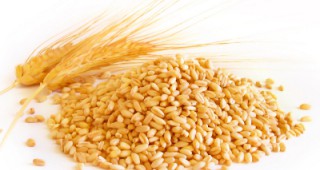 Г 20 със стратегия за глобалната реколта от пшеница