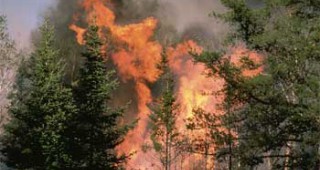 Рискът от горски пожари е изключително висок
