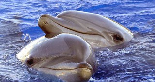 От началото на тази година във Варненската екоинспекция са получени 15 сигнала за изхвърлени от морето делфини