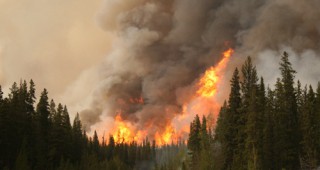 Пожар обхвана около 700 декара гори край Кресна