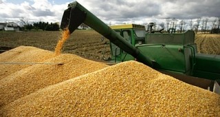 Двойно по-ниска цена на царевицата в сравнение с миналата година