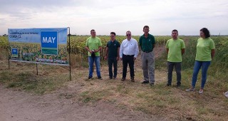 Високо адаптивна селекция слънчоглед на MAY AGRO SEED превзема южна България
