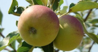 По-малка реколта от ябълки и круши в ЕС