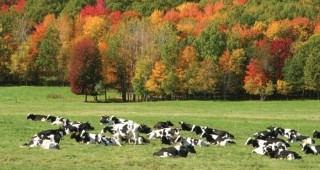 Отглеждане на крави-майки: Екологичната алтернатива за стопанисването на зелените площи в Източна Европа