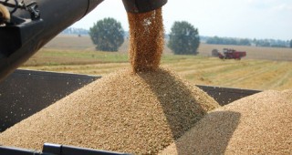 В Германия очакват 47,3 млн. т зърно