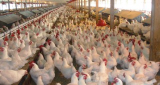 Производители на птиче месо в Армения призовават да се ограничи вноса