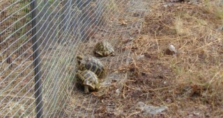 17 сухоземни костенурки от застрашен от изчезване вид са освободени в дивата природа
