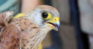 Една от най – редките птици в България, постъпи за лечение в Спасителния Център на Зелени Балкани