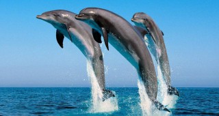 Отбелязват Деня на делфините в Бургас